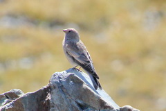 Leucosticte brandti