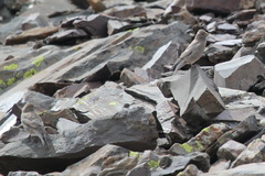 Leucosticte brandti