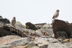 Leucosticte brandti