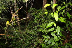 Psychotria daphnoides