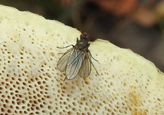 Heleomyzidae