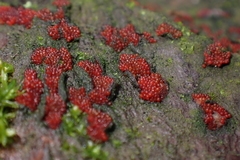 Nectriaceae