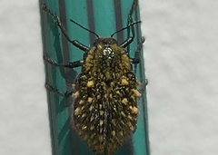 Julodis