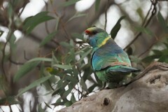 Barnardius zonarius