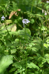 Cardamine macrophylla
