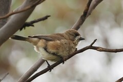 Aphelocephala leucopsis