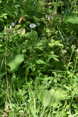 Cardamine macrophylla