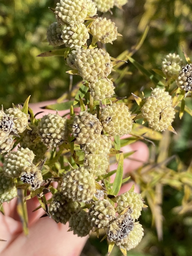 Narrowleaf mountainmint from ira rd akron oh us on october 13 2022