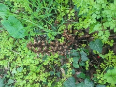 Orobanche hederae