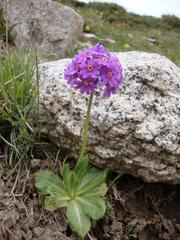 Primula algida