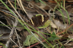 Thorybes pseudocellus
