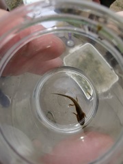 Pleurodelinae