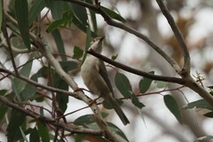Melithreptus brevirostris
