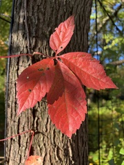 Parthenocissus