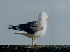 Larus fuscus graellsii