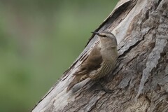 Climacteris picumnus