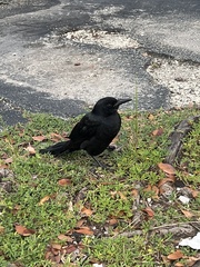 Quiscalus major westoni