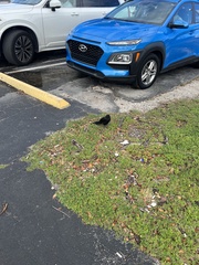 Quiscalus major westoni