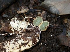 Boninogaster phalloides