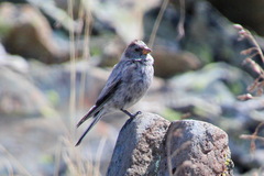 Leucosticte brandti
