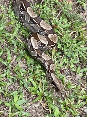 Boa constrictor