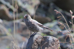 Leucosticte brandti