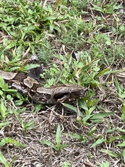 Boa constrictor