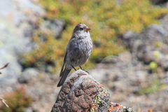 Leucosticte brandti