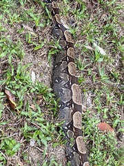 Boa constrictor