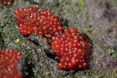 Nectriaceae