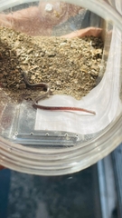 Indotyphlops braminus