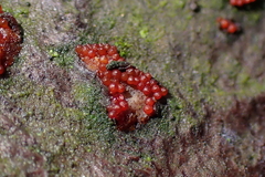 Nectriaceae
