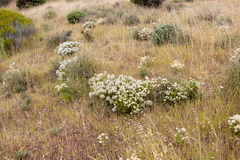 Ptilotus angustifolius