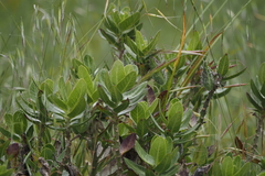Gomphocarpus cancellatus