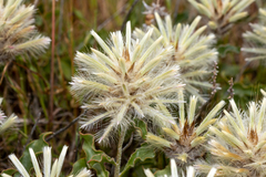 Ptilotus angustifolius