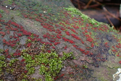 Nectriaceae