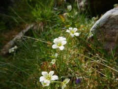 Saxifraga hypnoides