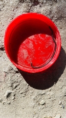 Indotyphlops braminus