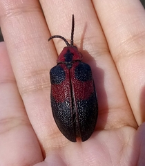 Coraliomela aeneoplagiata