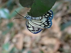 Cyclosia papilionaris