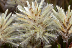 Ptilotus angustifolius