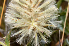 Ptilotus angustifolius