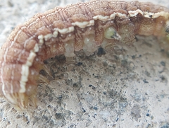 Lepidoptera