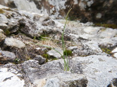 Gagea serotina