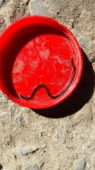 Indotyphlops braminus