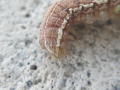 Lepidoptera