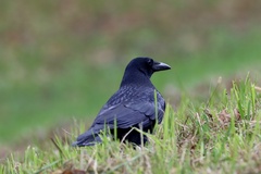 Carrion Crow photo 3