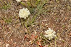Ptilotus angustifolius