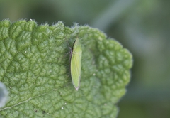 Draeculacephala robinsoni