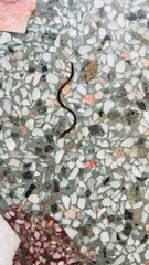 Indotyphlops braminus